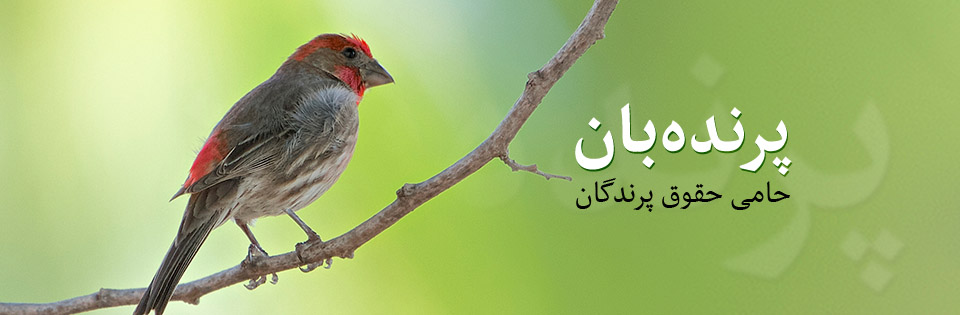 از کجا بفهمیم قناری جفت خورده
